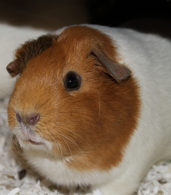 5 Things You MUST Know Before Getting a Guinea Pig