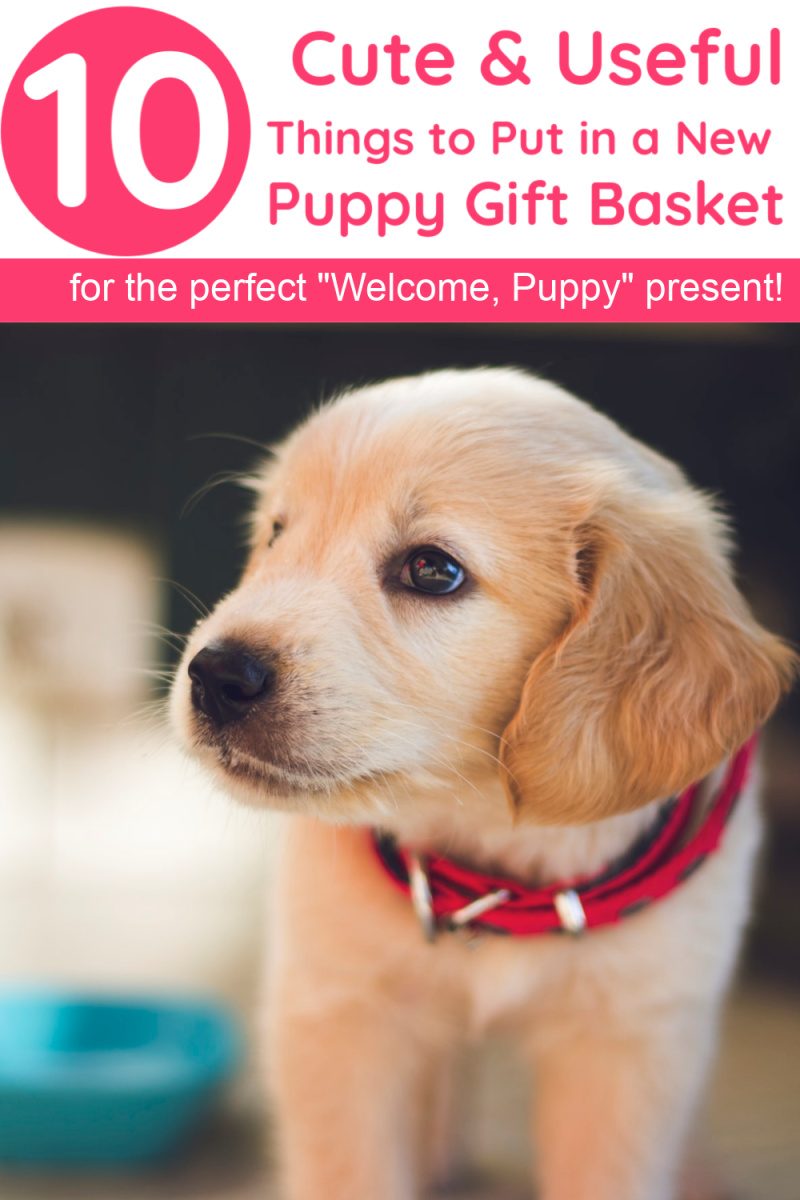 New Puppy Gifts, Puppy Accessories